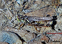 Melanoplus bruneri